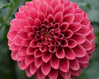 Rosie Jo Dahlia *Rare*