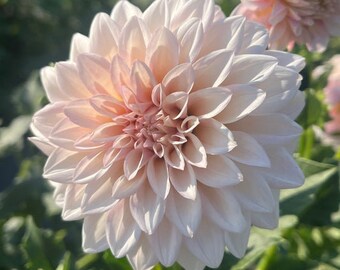 Mocha Jake Dahlia *Rare*