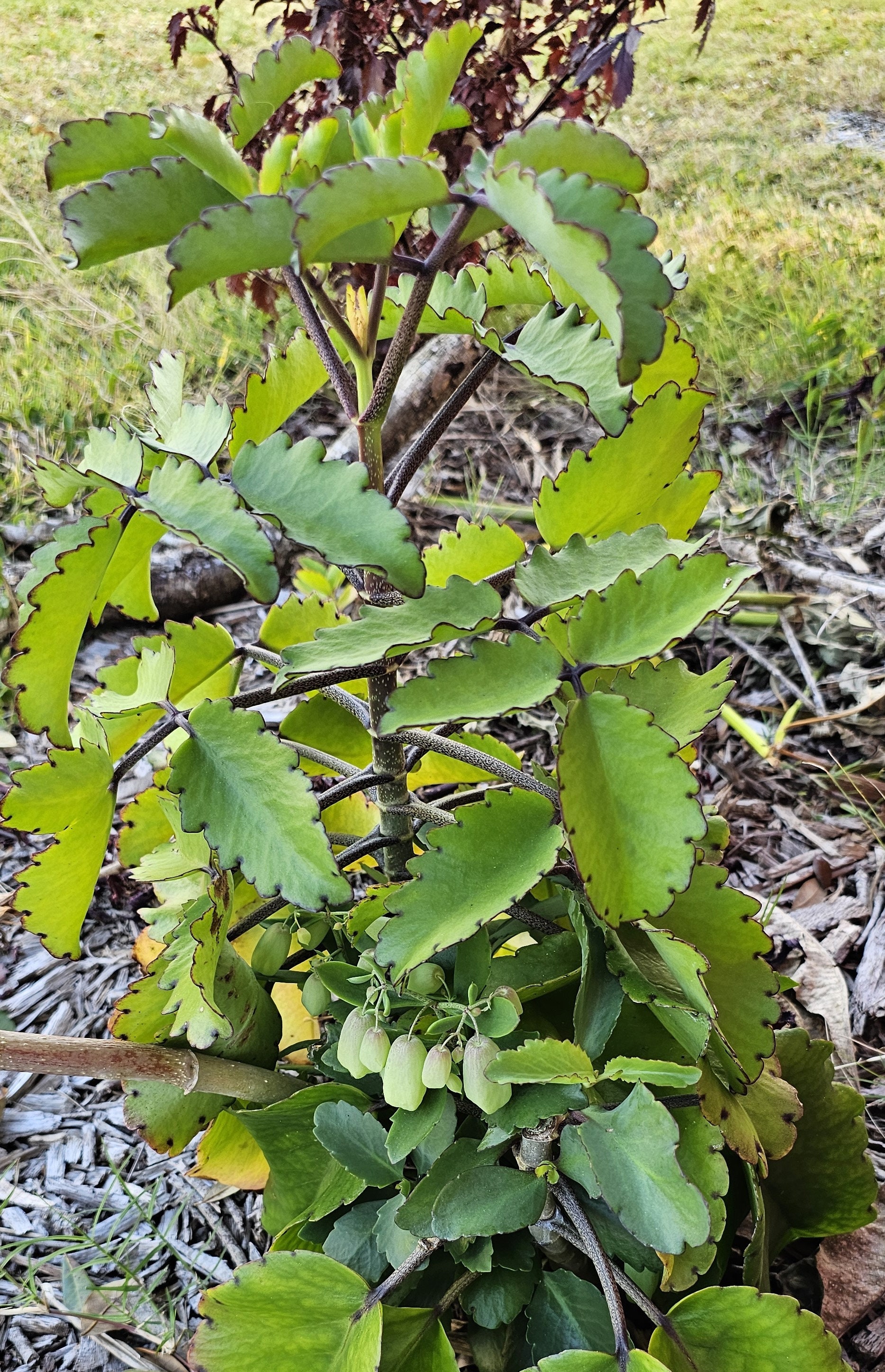 Kalanchoe Pinnata Plant Kalanchoe Pinnata 'Miracle Leaf' Succulent Plant -  Also Known As Wonder Of The World Hawaiian Love Plant, image size:1868x2896