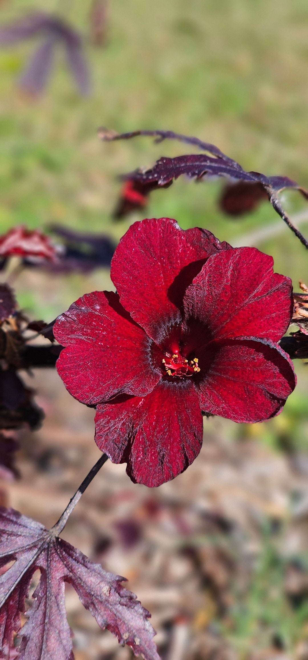 Cranberry Hibiscus Seeds,hibiscus Acetosella,edible Hibiscus,red Leaf