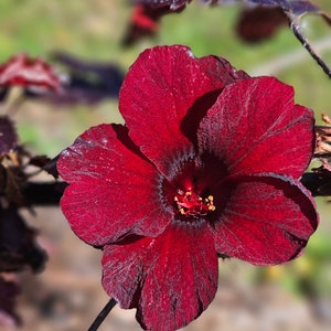 Cranberry Hibiscus Seeds,Hibiscus Acetosella,Edible Hibiscus,Red Leaf Hibiscus,False Roselle,African Rosemallow,Maroon Mallow,Malvaceae