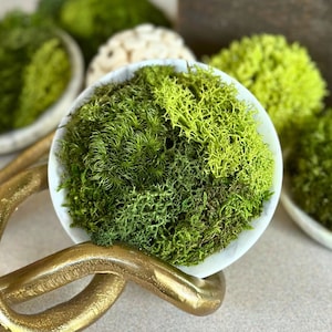 May include: A collection of preserved moss balls in white ceramic dishes. The moss is a variety of green shades and textures. The dishes are arranged on a gold metal stand.