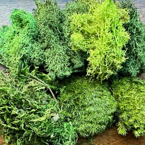 May include: A collection of preserved moss in various shades of green. The moss is arranged in a pile on a wooden surface.