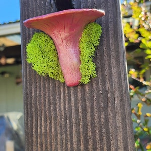 Mushroom Magnet