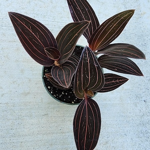 Jewel Orchid