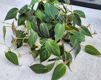 Philodendron Micans