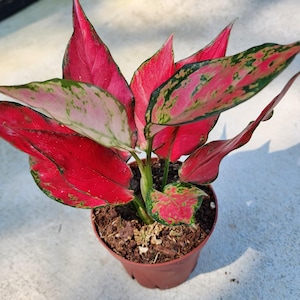 May include: An Aglaonema plant with vibrant, lance-shaped leaves featuring a striking combination of deep red, bright pink, and mottled green edges. The plant is potted in a simple brown plastic container filled with dark, textured potting soil.