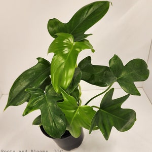 Philodendron Pedatum 6in