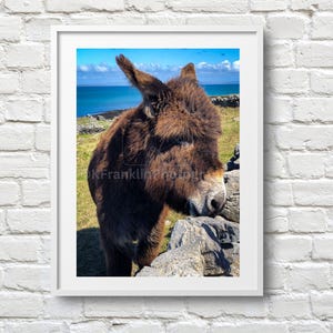 Aran Islands Donkey Photo Print: Irish Landscape Photography, County Galway