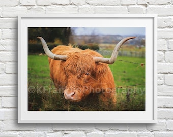 Stampa di mucca delle Highlands: Edimburgo, Scozia / Scottish Hairy Coo / Edinburgh Photography