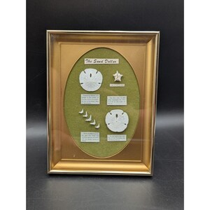 May include: Framed display featuring sand dollars and a starfish on a green background. The gold-colored frame contains text that reads "The Sand Dollar" and additional text describing the sand dollars. A decorative piece for coastal decor.