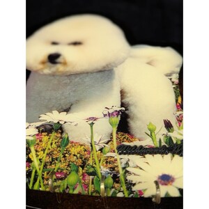 VTG Bichon Frse Wood Plaque Key Holder Wildwood NJ Souvenir New Old Stock immagine 10
