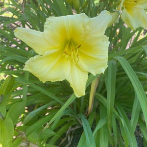 Day Lily, Hemerocallis