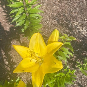 Asiatic Lily bulbs