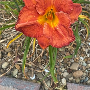 Day Lily Bare Root