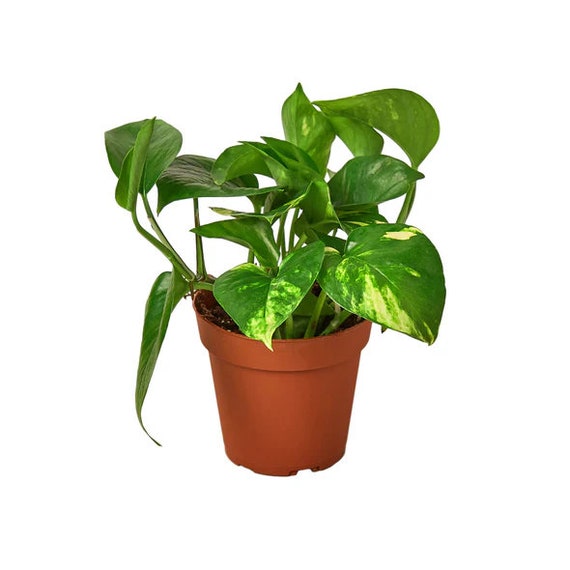 zz plant raven ZZ Plant Black