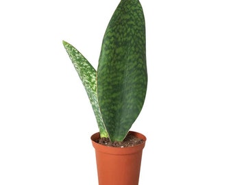 Sansevieria Masoniana, Snake Plant, Whale Fin, Mason's Congo, Rare houseplant, Housewarming gift for couple, Valentine's gift