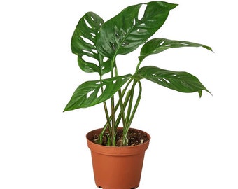 Swiss Cheese Plant - Monstera Adansonii - Multiple Sizes - Tropical  Houseplant - Etsy