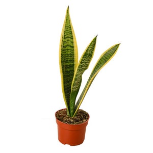 Sansevieria Superba, Snake Plant, Sansevieria Light, Mom gift plant, Grandma gift, Plant lover gift, Gardening gift Mother-in-law&#39;s tongue