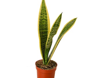 Sansevieria Superba, Snake Plant, Sansevieria Light, Mom gift plant, Grandma gift, Plant lover gift, Gardening gift Mother-in-law's tongue