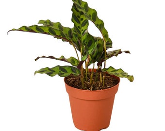 Calathea Lancifolia Rattlesnake Lush Starter Plant Rooted Calathea Plant Pet Safe Plants Houseplant Wedding Gift Housewarming Gift