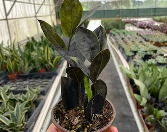 Black Raves ZZ Zamioculcas Zamiifolia ZZ Plant Zanzibar Gem Dark ZZ Zamioculcas Zamiifolia Indoor House Plant Gift Wedding Housewarming