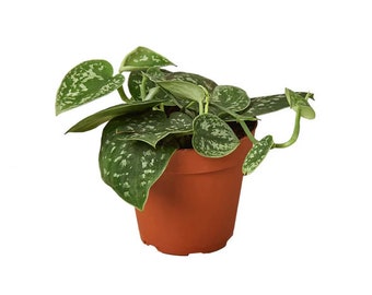 Silver Satin Pothos, Scindapsus Pictus Argyraeus, Silver Pothos Plant, Easy Houseplant, Wedding, Silver Vine, Live Plant in 4quot or 6quot