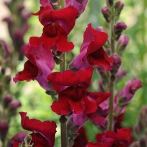 Peut inclure: Gros plan sur des fleurs de muflier rouge vif en pleine floraison. Les fleurs ont une forme unique et se détachent sur un fond vert flou. L'image met en valeur la beauté de la nature et des compositions florales.