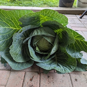 Peut inclure: Une grosse tête de chou vert frais présentant de larges feuilles extérieures vert vif avec des nervures vert clair proéminentes. La partie centrale du chou est composée de feuilles serrées, formant un cœur dense et arrondi.