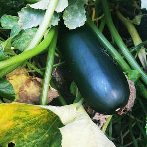Peut inclure: Un courgette vert foncé, allongé et lisse, niché parmi des feuilles et des tiges vertes vibrantes. Le légume est partiellement caché par le feuillage, illustrant un cadre de jardin naturel. Les feuilles présentent un mélange de teintes vertes et jaunes.