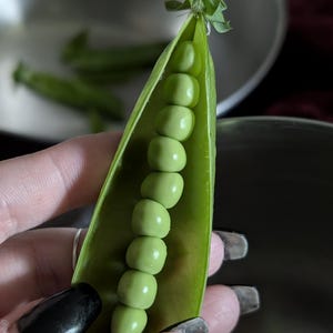 Peut inclure: Gros plan sur une gousse de petits pois ouverte, révélant plusieurs petits pois vert vif. La gousse est tenue dans une main, avec un arrière-plan flou d'un bol en métal et d'autres gousses.