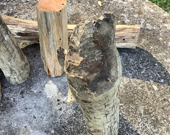 Large beaver chewed log