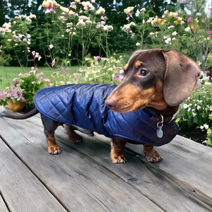 Waterproof dachshund coat | dachshund custom coat | dachshund waterproof jacket | dachshund coat | Sausage dog coat | dachshund rain coat