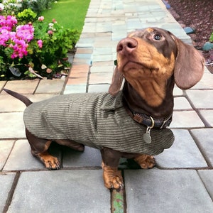 A picture of a chocolate and tan dachshund wearing an olive green corduroy coat. The coat has a collar and Velcro closure at the front and under the tummy. The dog is sitting on paving stones in front of pink flowers and lawn.