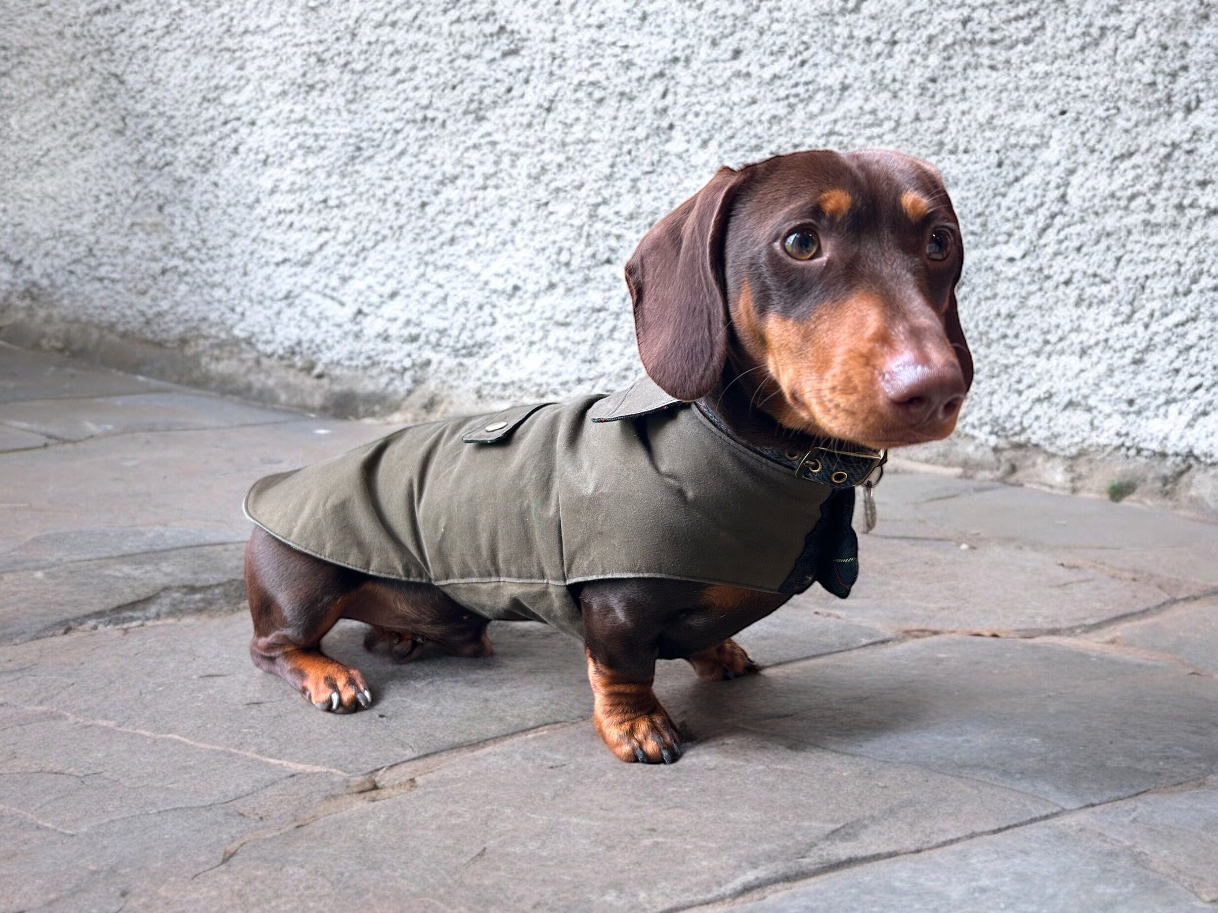 Luxury Dry Wax Waterproof Dachshund Coat Dachshund Raincoat Sausage Dog