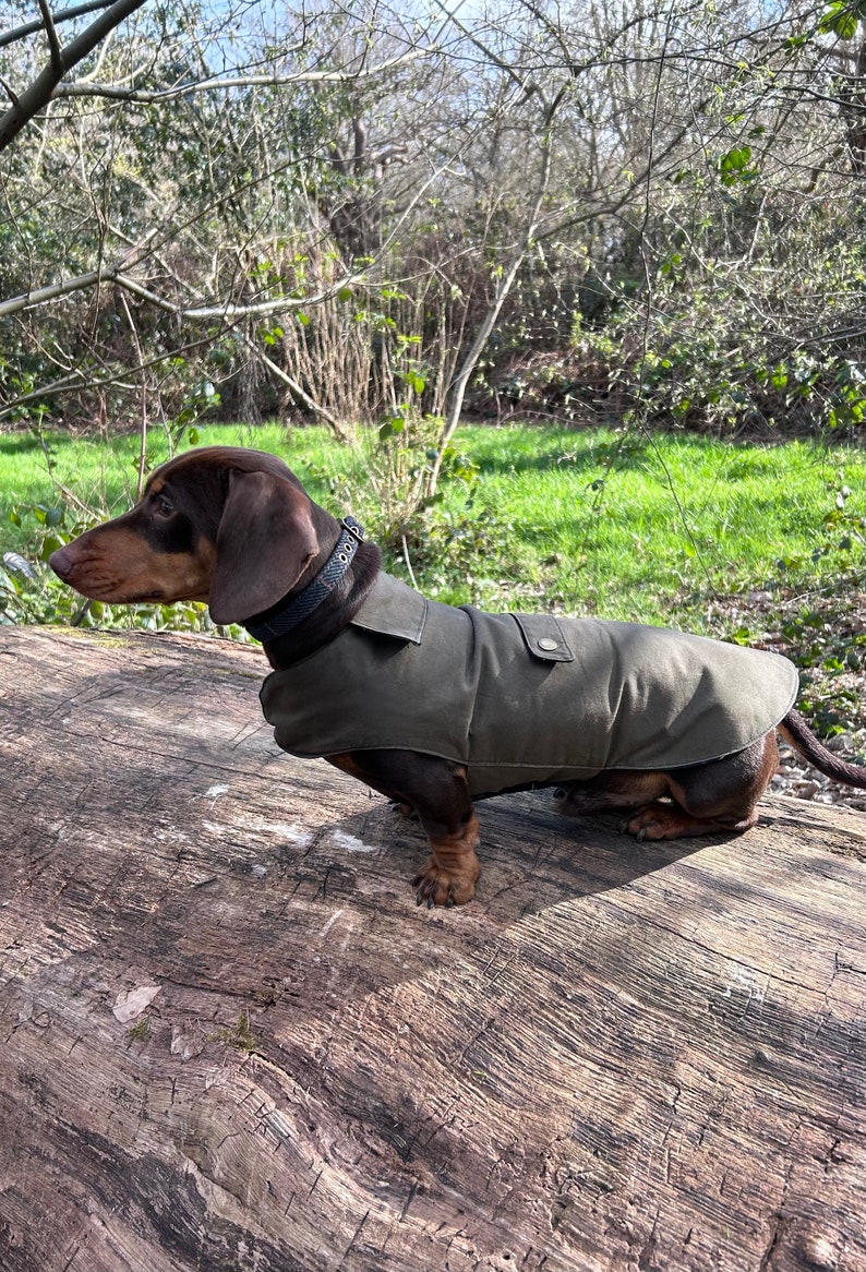Luxury Dry Wax Waterproof Dachshund Coat Dachshund Raincoat Sausage Dog