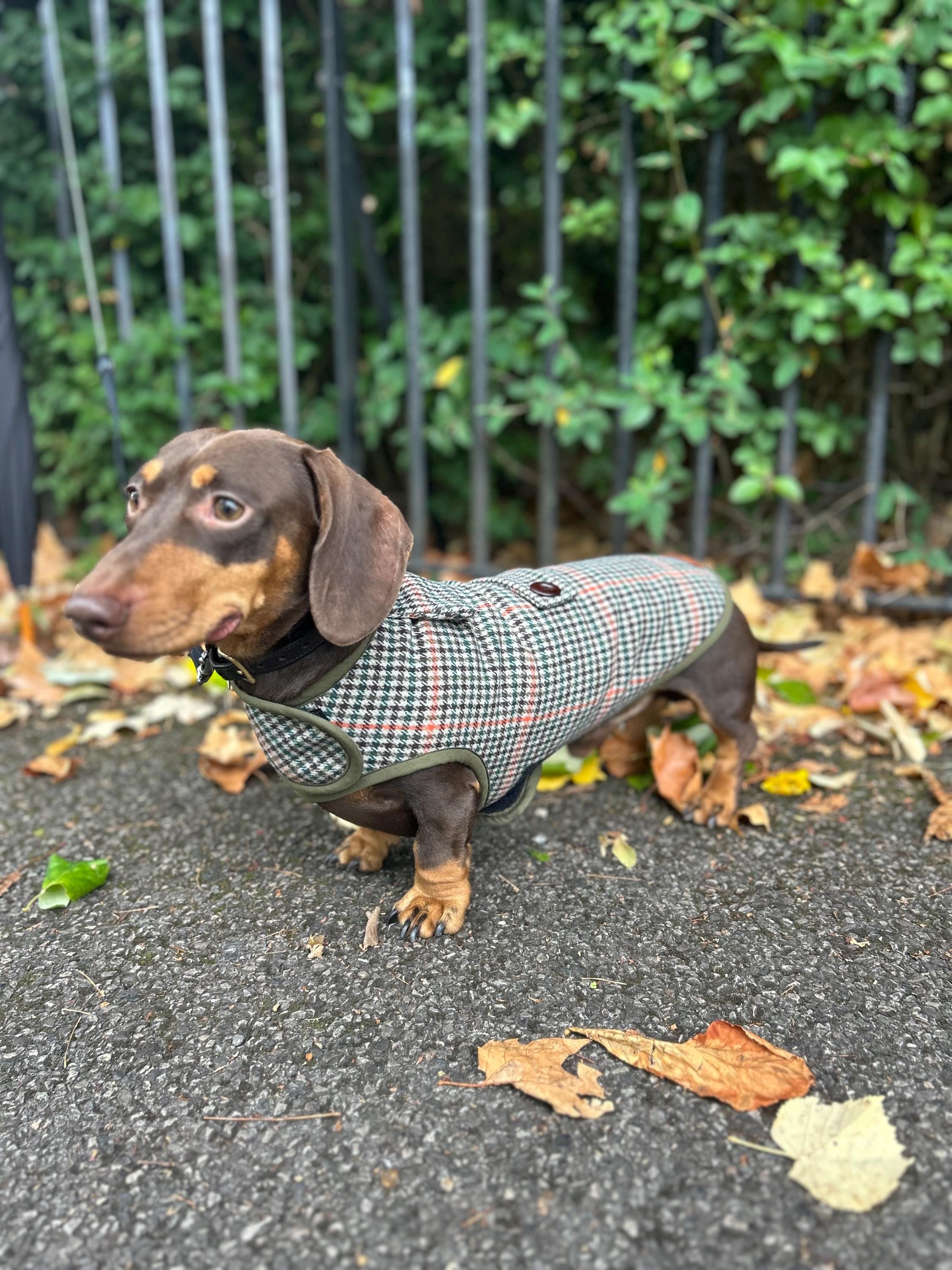 Miniature Dachshund Dog Coat Dachshund Puffer Coat Dachshund Coat