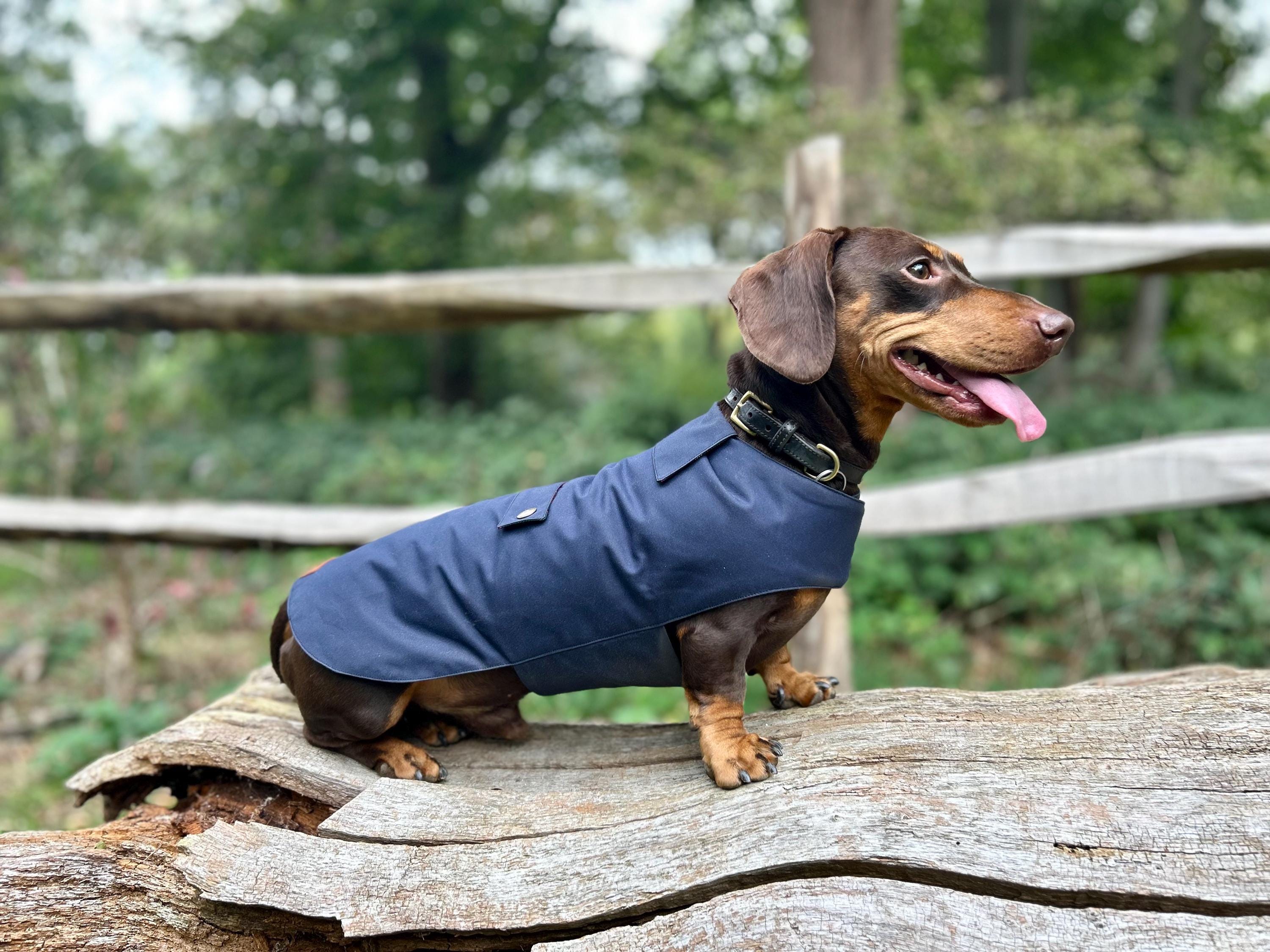 Dachshund Raincoat UK