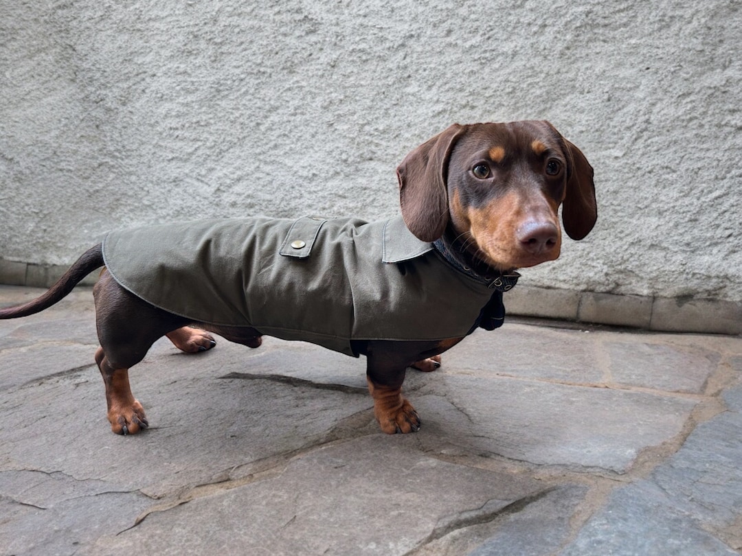 Luxury Dry Wax Waterproof Dachshund Coat Dachshund Raincoat Sausage Dog