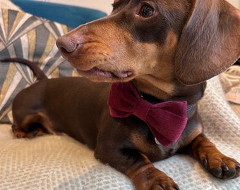 Dog bow tie | dog accessory | dog collar bow tie | dachshund accessory | sausage dog bow tie