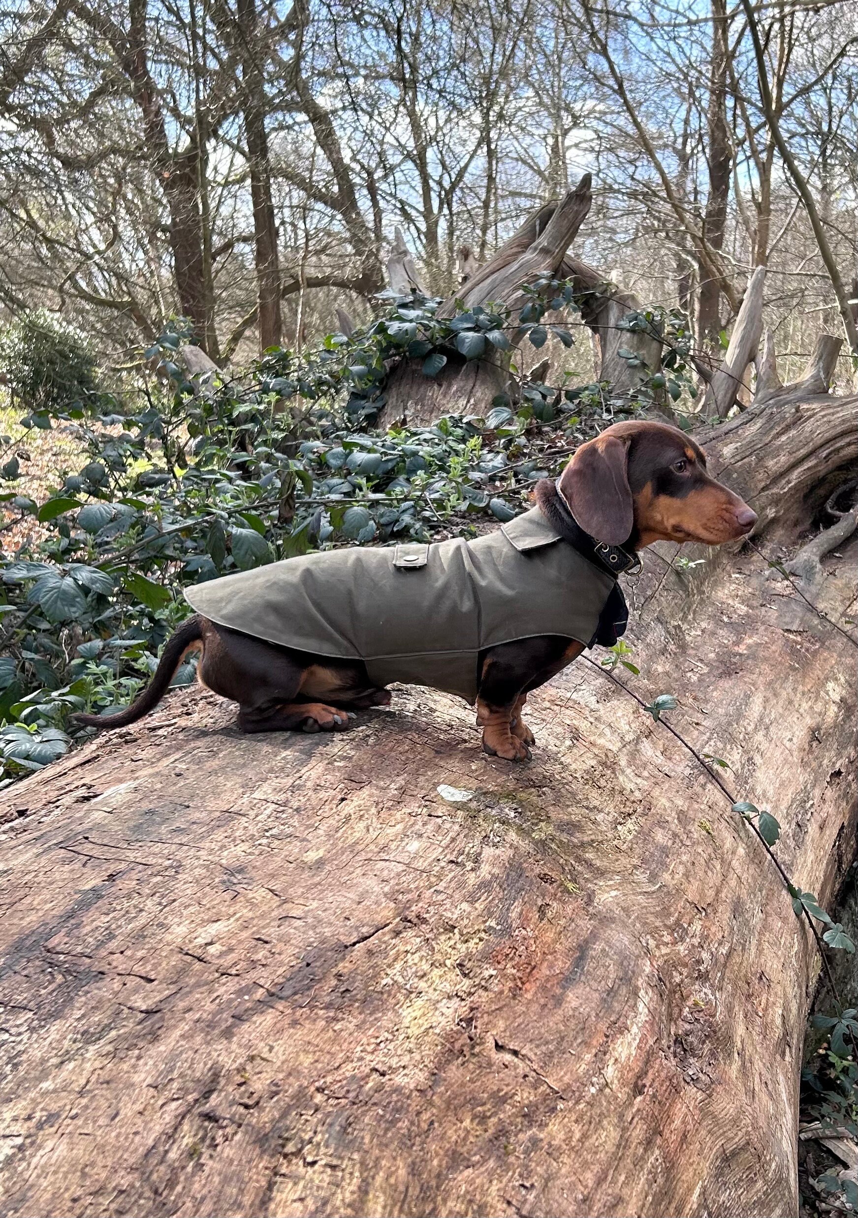 Luxury Dry Wax Waterproof Dachshund Coat Dachshund Raincoat Sausage Dog