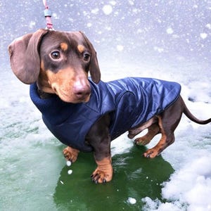 Waterproof dachshund coat | dachshund custom coat | dachshund waterproof jacket | dachshund coat | Sausage dog coat | dachshund rain coat