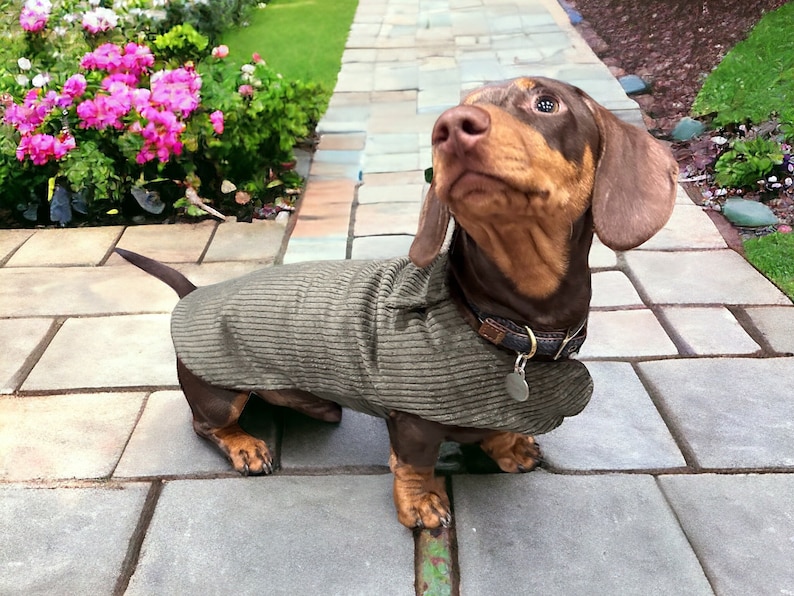 A picture of a chocolate and tan dachshund wearing an olive green corduroy coat. The coat has a collar and Velcro closure at the front and under the tummy. The dog is sitting on paving stones in front of pink flowers and lawn.