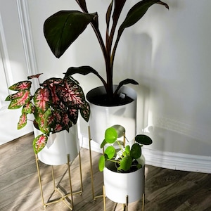 May include: Three white ceramic plant pots with gold metal stands. The pots are filled with various plants, including a large leafy plant, a pink and green leafy plant, and a small round-leafed plant.