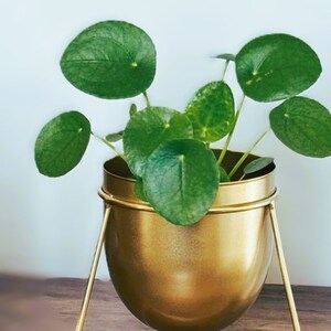 May include: A gold metal planter with a round, wide base and a triangular stand. The planter is filled with a green plant with round leaves.