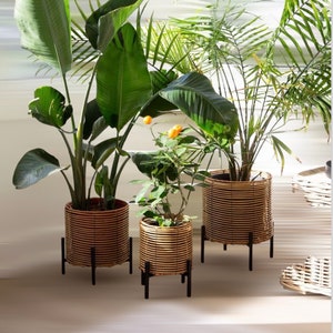 Peut inclure: Trois plantes en pot dans des paniers tissés avec des supports en métal noir. Les plantes sont une grande plante verte feuillue, une plante verte feuillue plus petite et un petit arbre d'agrumes avec des fruits orange.