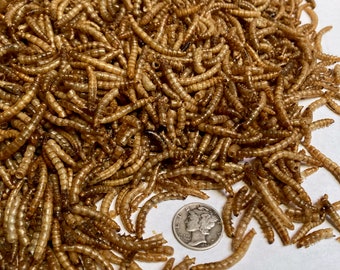 Premium " Dried Meal Worms " Cichlid Koi Oscar Pond Fish Turtles Reptile Birds Tropical Fish "Free Shipping Within 24Hrs"