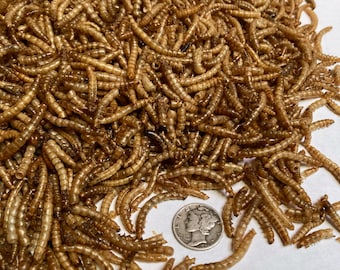 Premium Dried Mealworms: High Protein Fish, Reptile & Bird Food