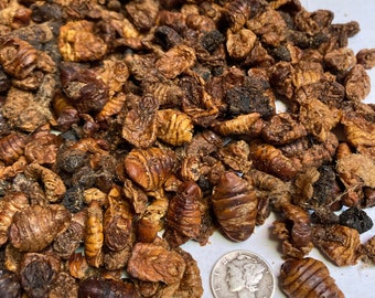 Premium Dried Silkworm Pupae, High-Protein Reptile and Fish Food