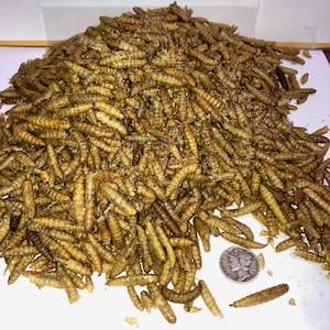 May include: A large pile of dried mealworms, tan and brown in color, with a silver coin for scale. The mealworms are a food source for reptiles, birds, and other animals. The coin is a Mercury dime.
